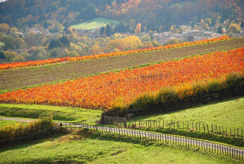 Отель La Ferme Berger Les Ardillats Экстерьер фото